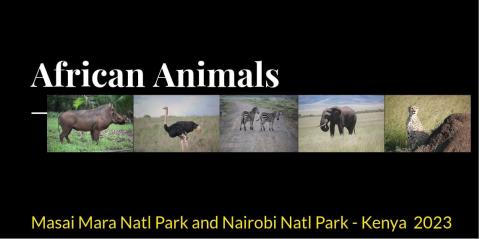 African Animals